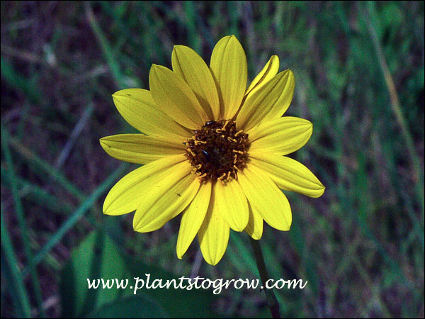 Stiff Leaf Sunflower (Helianthus pauciflorus)
One characteristic of this Helianthus is the reddish central disk.  This type of flower is called a head.  Consisting of the center cone of flowers and the petals are actually male flowers.